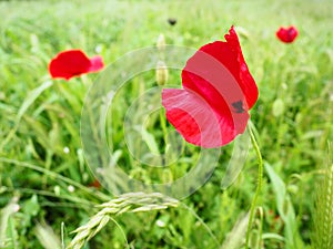 Field poppy, wild poppy, fire flower. Papaver rhoeas poppy, an annual herb, species of the genus Papaver Poppy of the