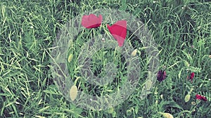 Field poppy, wild poppy, fire flower. Papaver rhoeas poppy, species of the genus Papaver Poppy of the Papaveraceae