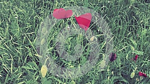 Field poppy, wild poppy, fire flower. Papaver rhoeas poppy, species of the genus Papaver Poppy of the Papaveraceae