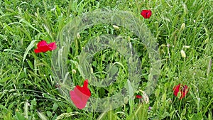 Field poppy, wild poppy, fire flower. Papaver rhoeas poppy, species of the genus Papaver Poppy of the Papaveraceae