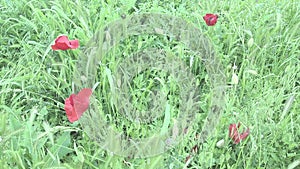 Field poppy, wild poppy, fire flower. Papaver rhoeas poppy, species of the genus Papaver Poppy of the Papaveraceae