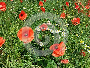 Klaprozen veld in de zomer. Field of poppys photo