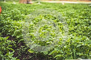 Field of potato crops in a row. Vegetable farming. Agricultural land. Potato plantations.