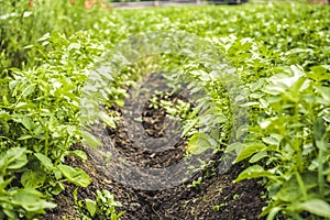 Field of potato crops in a row. Vegetable farming. Agricultural land. Potato plantations.