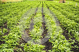 Field of potato crops in a row. Vegetable farming. Agricultural land. Potato plantations.