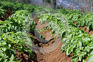 Field of potato haulm in Tenerife rural place, Canarian domestic products photo