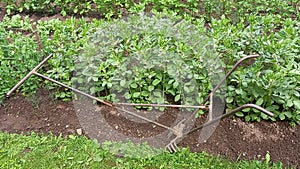 Field with potato plants and plough plow in front while plants is waving in the wind on garden beds but farmer