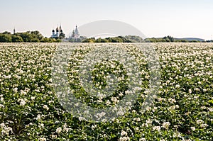 Field with a potato shoots closeup