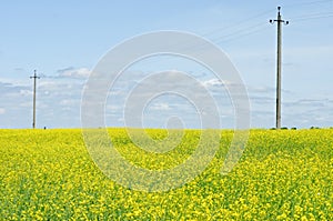 field on power line and blue sky background