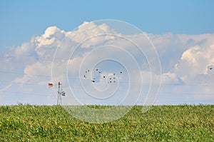 Field with power lines and a flock of birds flying, and a sky with many clouds photo