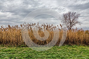 A field of Prairie Cordgrass Spartina pectinata photo
