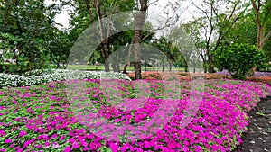 Field of pretty petite pink, white and orange petals of Sultana flowers blooming on green leaves, small bud in a park