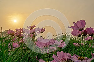 Field of pretty pink petals of Cosmos flowers blossom on green leaves and small bud under orange sunlight evening