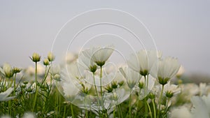 Field of pretty white petals of Cosmos flowers blooming on green leaves, under blue sky background