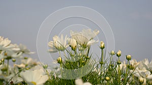 Field of pretty white petals of Cosmos flowers blossom on green leaves, small bud in a park, blue sky on background