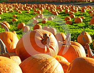 Field of pumpkins