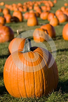 Field of pumpkins