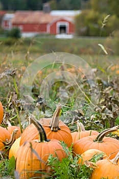 Field of Pumpkins