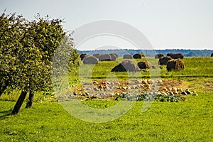 Field with pumpkins. Autumn harvest. Rural view