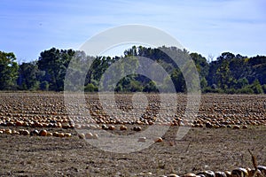 Field pumpkins