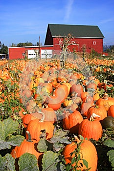 A field of Pumpkins in Portland Oregon.