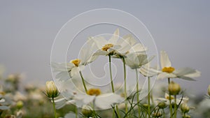 Field of pure white petals of Cosmos flowers blossom on green leaves, small bud under blue sky in a park