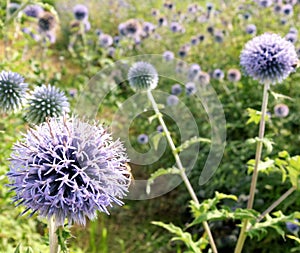Field with purple blooming Ball-headed leek photo