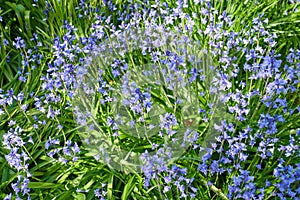 Field of purple bluebell flowers growing in a spring garden. Many pretty and colorful perennial flowering plants with