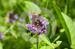 Field purple flower on a green background