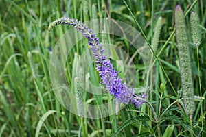 Field purple flower on a green background