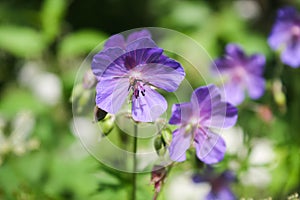 Field purple flower on a green background