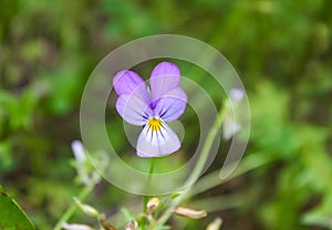 Field purple flower on a green background