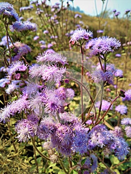 Field of purple flowers