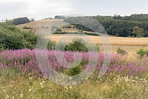 Field with purple flowers