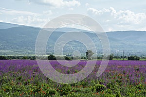 A field with purple flowers blooming in early summer in Bulgaria