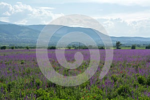 A field with purple flowers blooming in early summer in Bulgaria