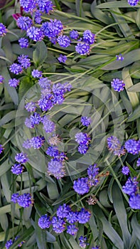 Field purple flowers on a green background