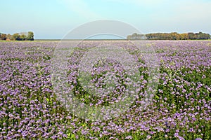 Field with purple flowers phacelia