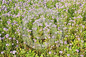 Field with purple flowers phacelia