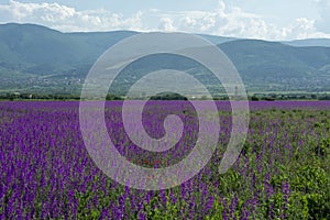 A field with purple flowers and Rhodope Mountains in the background