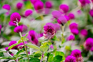 Field of purple globe amaranth flower in garden.