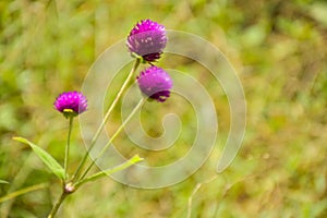 Field purple Globe Amaranth flower and soft light background