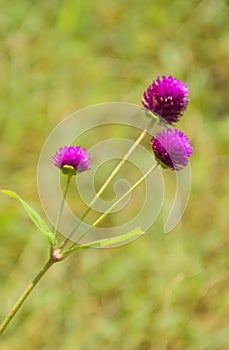 Field purple Globe Amaranth flower and soft light background