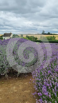 Field of purple lavender flowers under cloudy sky