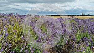 Field of purple lavender flowers under cloudy sky