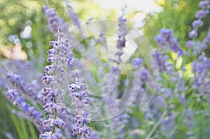 A field of purple lavender flowers under the sun