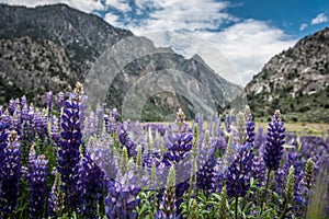 Da viola trifoglio fiori giugno ciclo continuo orientale montagne da 