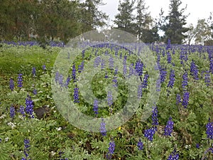 Field of Purple Lupinus pilosus Flowers