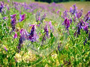 Field of Purple photo