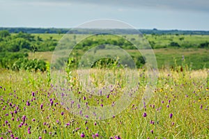 Field of purple prairie clover